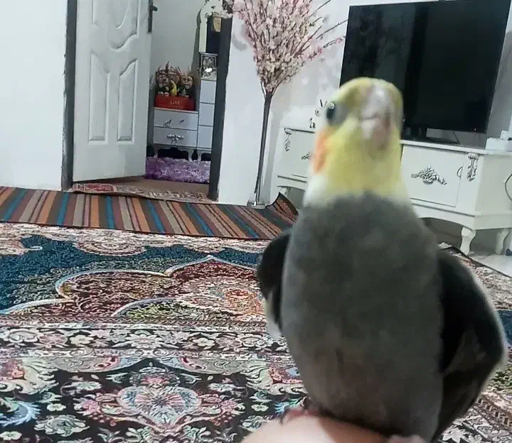 پرنده|پرنده|قرچک, میرزائی جنوبی|دیوار