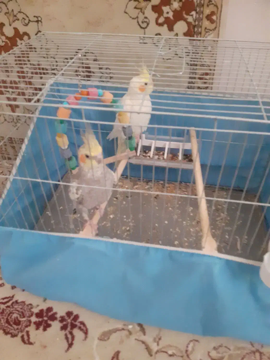 یک جفت طوطی برزیلی کوتله ویک جفت طوطی عروس|پرنده|قم, پردیسان|دیوار