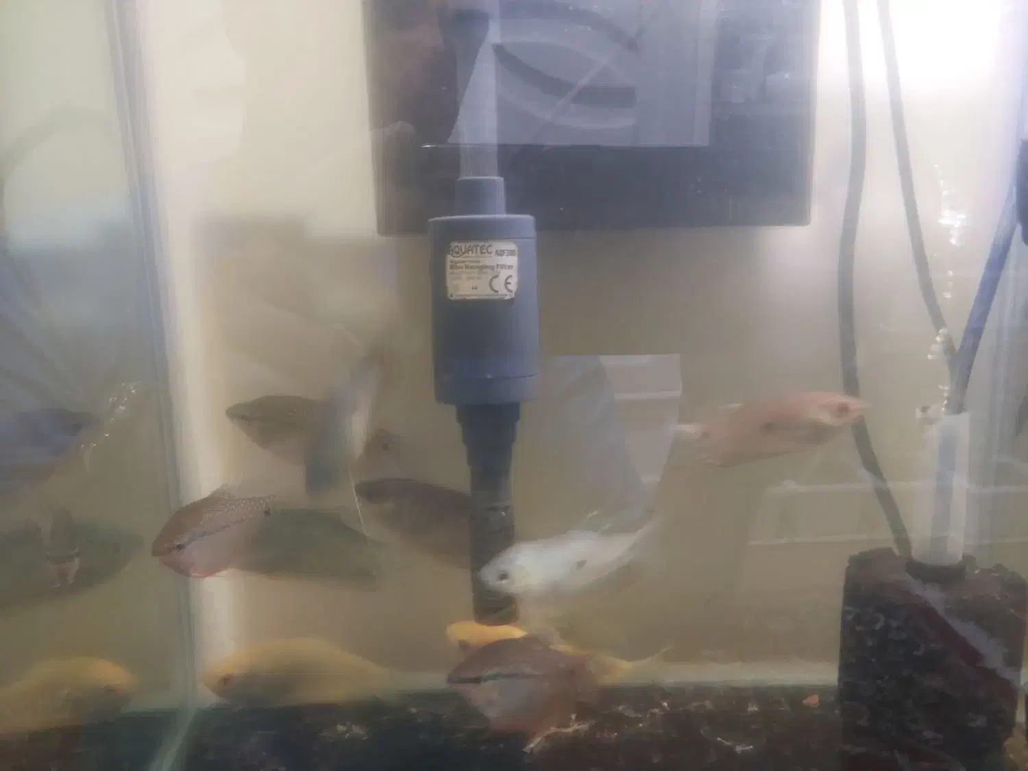 ماهی گورامی پرل و گورامی دوخال و گورامی عسلی زرد|ماهی|سهند, |دیوار