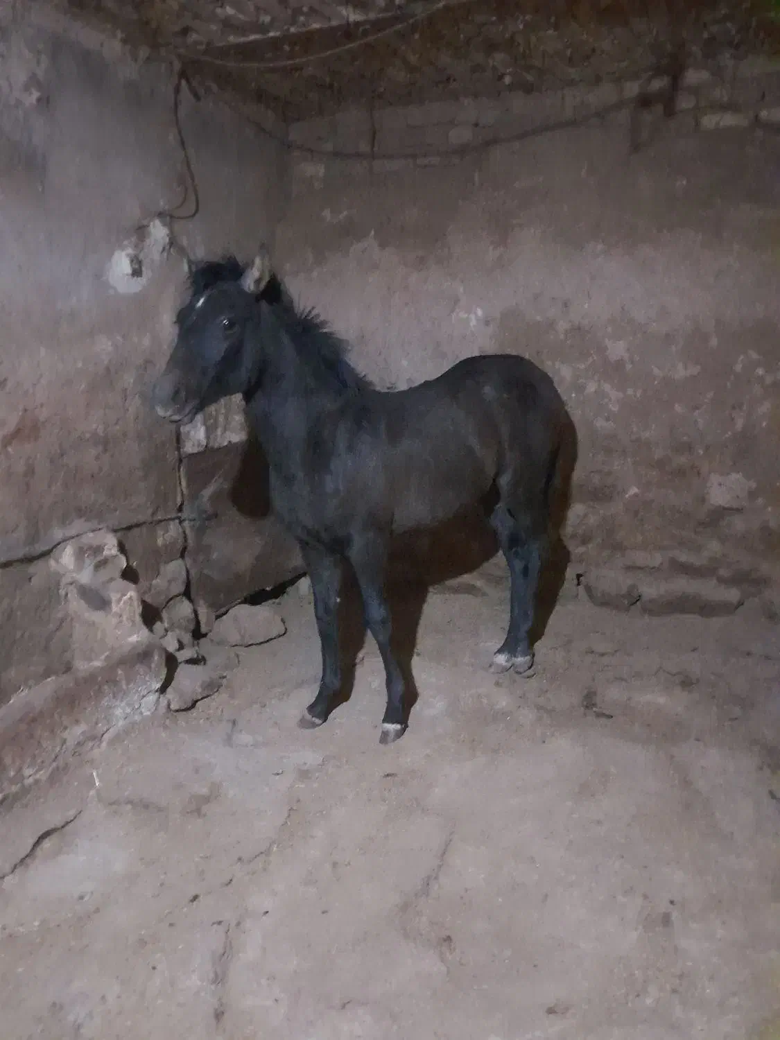 سلام مادیان سواری ۴ساله درجه یک سالم|اسب و تجهیزات اسبسواری|کرمانشاه, |دیوار