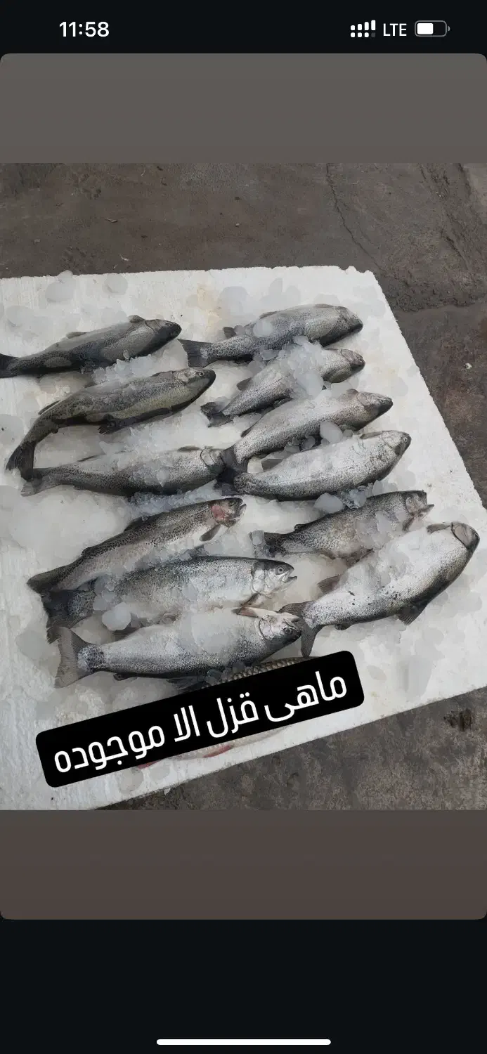 ماهی زنده|ماهی|گرگان, |دیوار