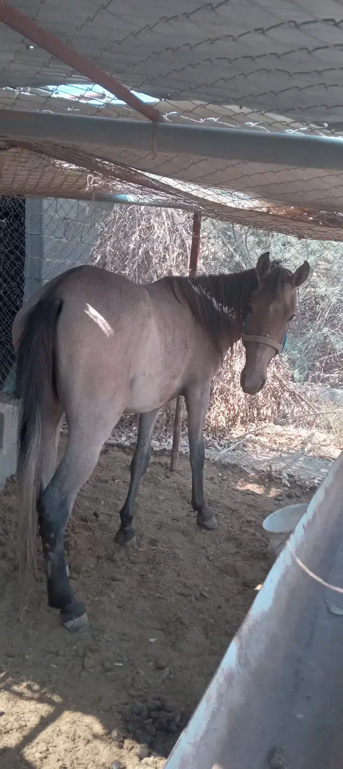 اسب ماده|اسب و تجهیزات اسبسواری|سیرجان, |دیوار