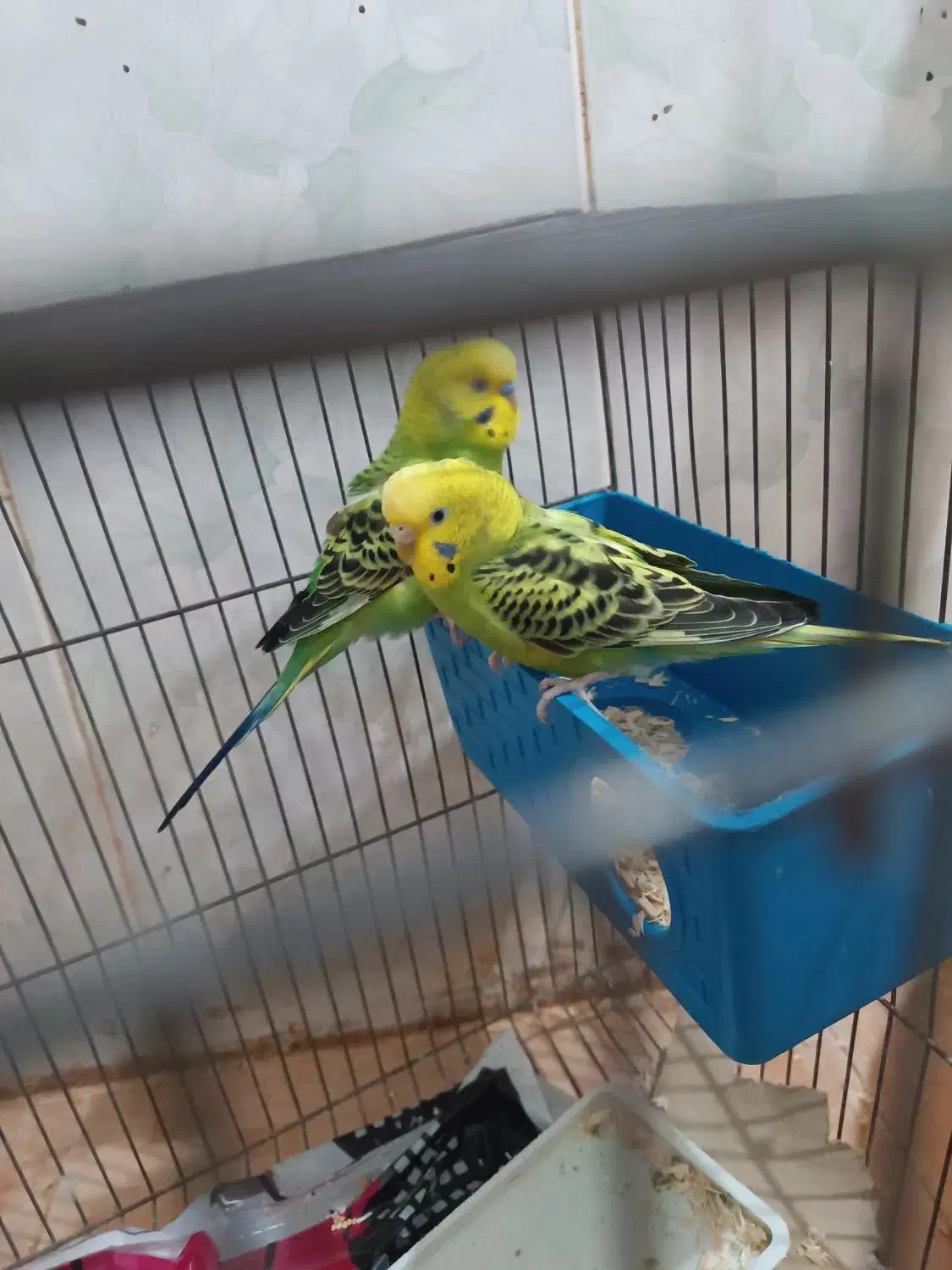 مرغ عشق|پرنده|مسجد سلیمان, |دیوار