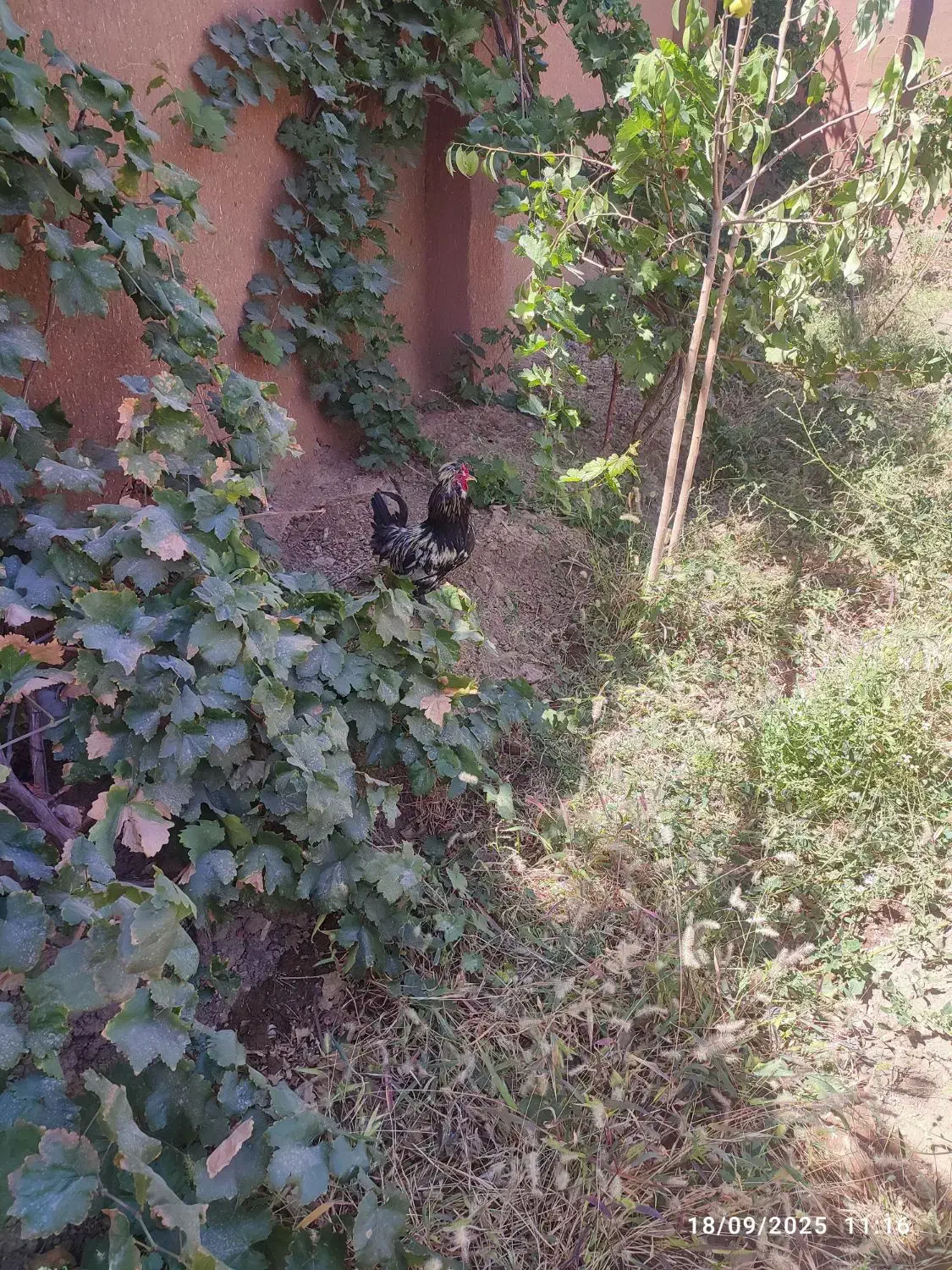 فروش تخم نطفه دار|حیوانات مزرعه|نجف‌آباد, حومه نجف آباد|دیوار