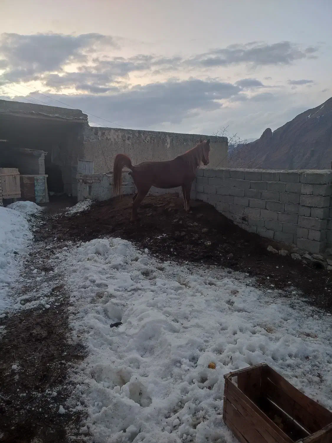 اسب مادیان|اسب و تجهیزات اسب‌سواری|خوی, |دیوار