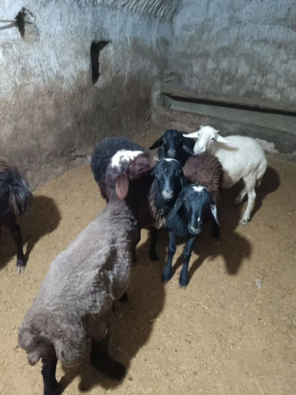 گوسفند نر قربانی و کشتاری|حیوانات مزرعه|شراء, |دیوار