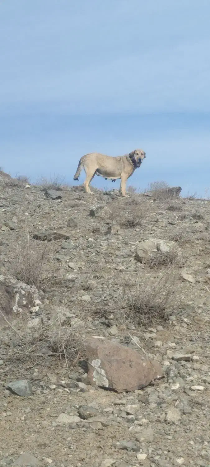 واگذاری ماده پژدر|سگ|اهر, |دیوار