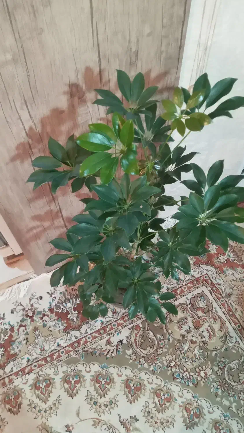 گل شفلرا|گل و گیاه طبیعی|اهر, |دیوار