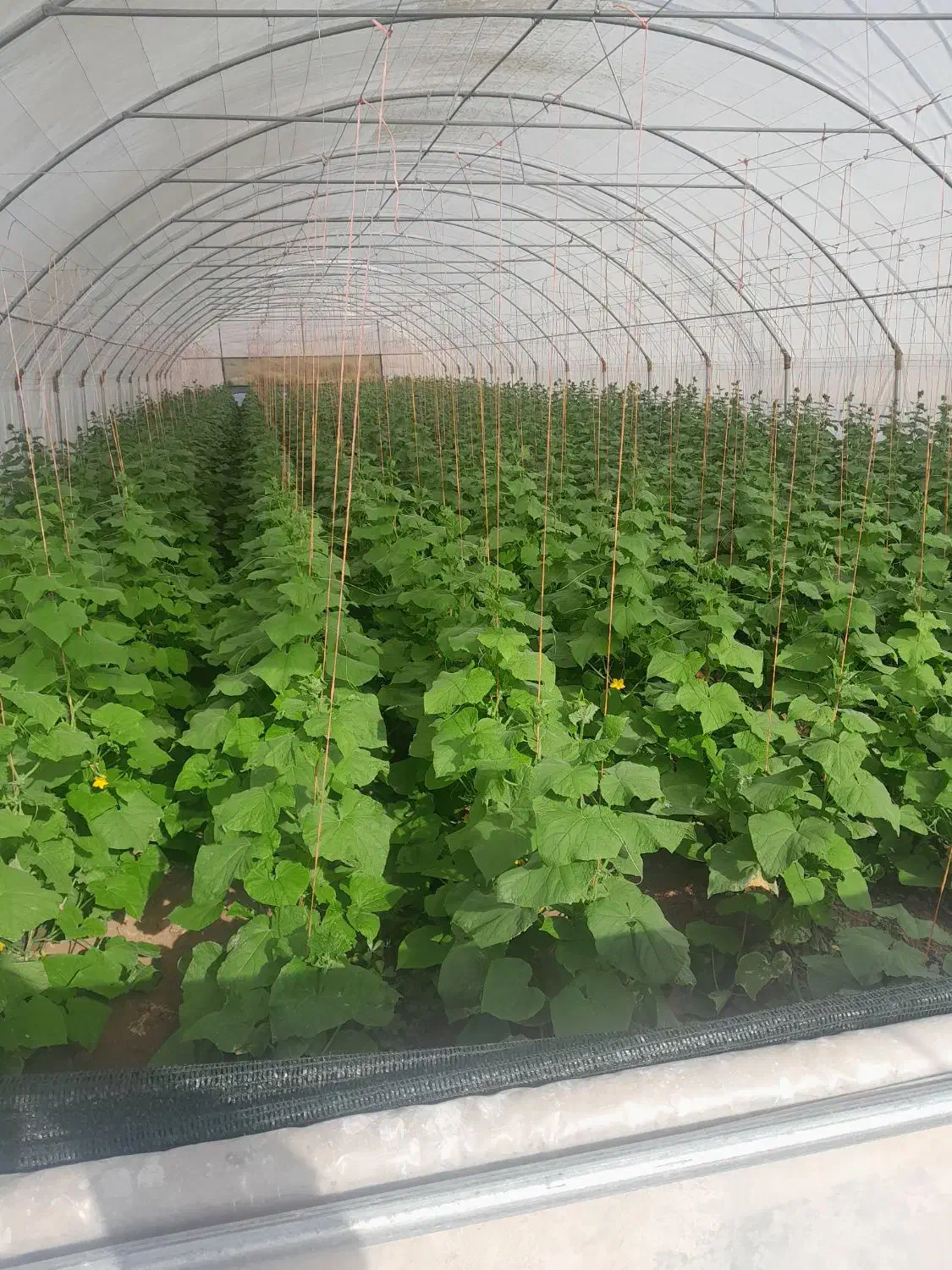 سازه گلخانه|عمده‌فروشی|چناران, |دیوار