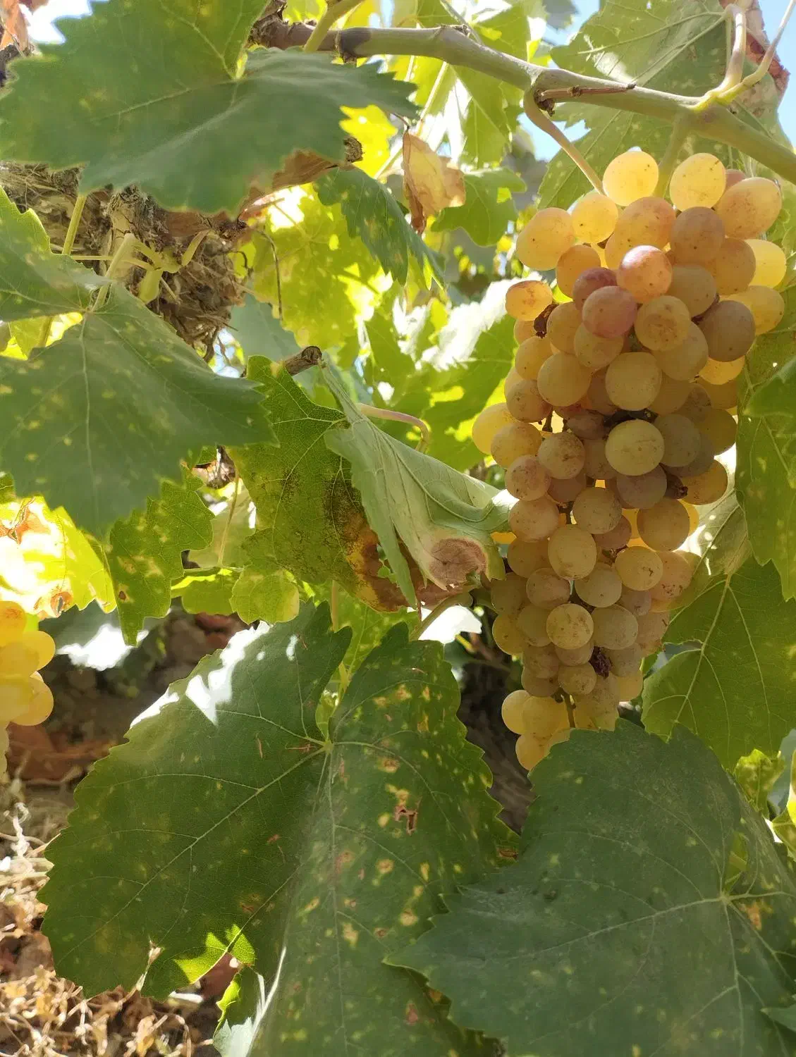 دوشاب انگور کشمش|خوردنی و آشامیدنی|مراغه, |دیوار