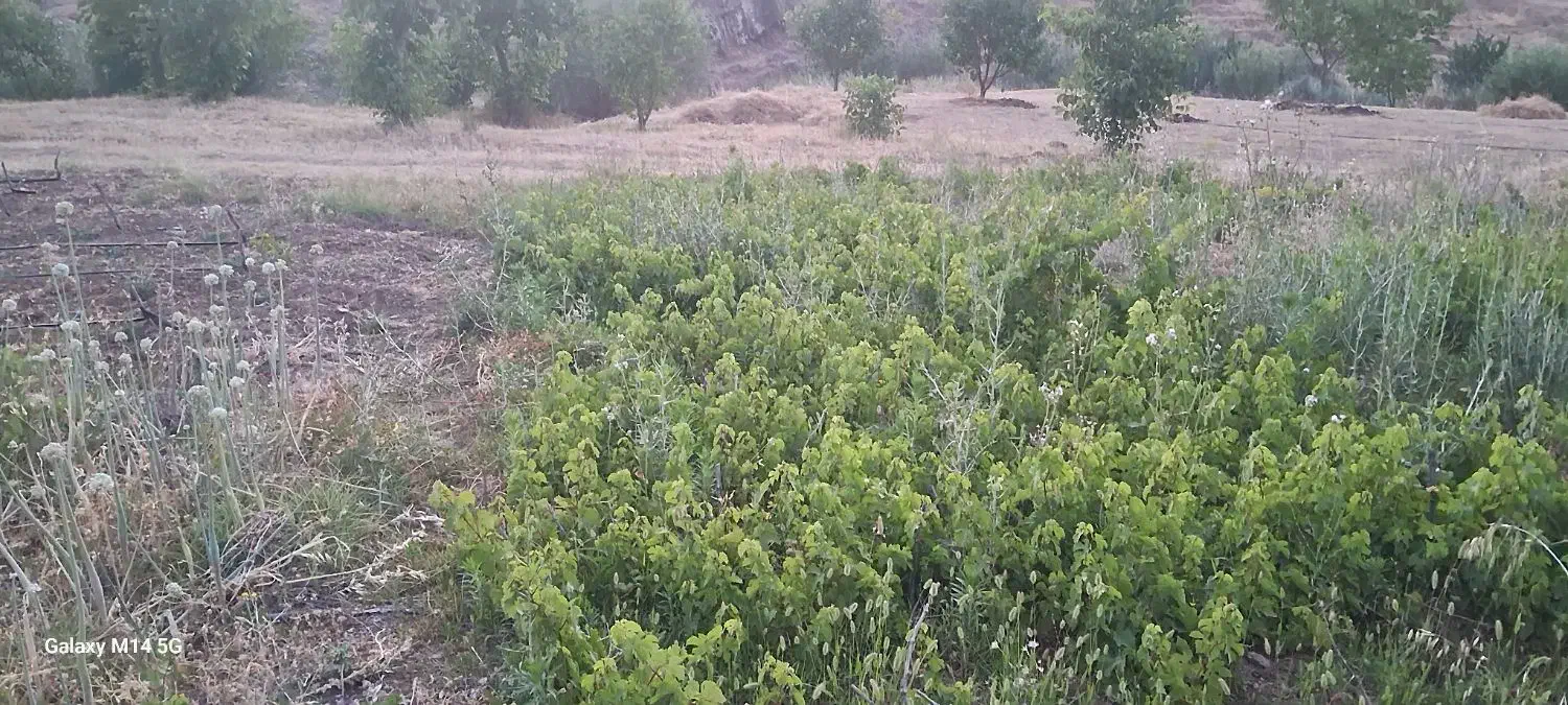 چوتک انگور سیاه برای فروش دارم|خدمات باغبانی و درختکاری|مریوان, |دیوار