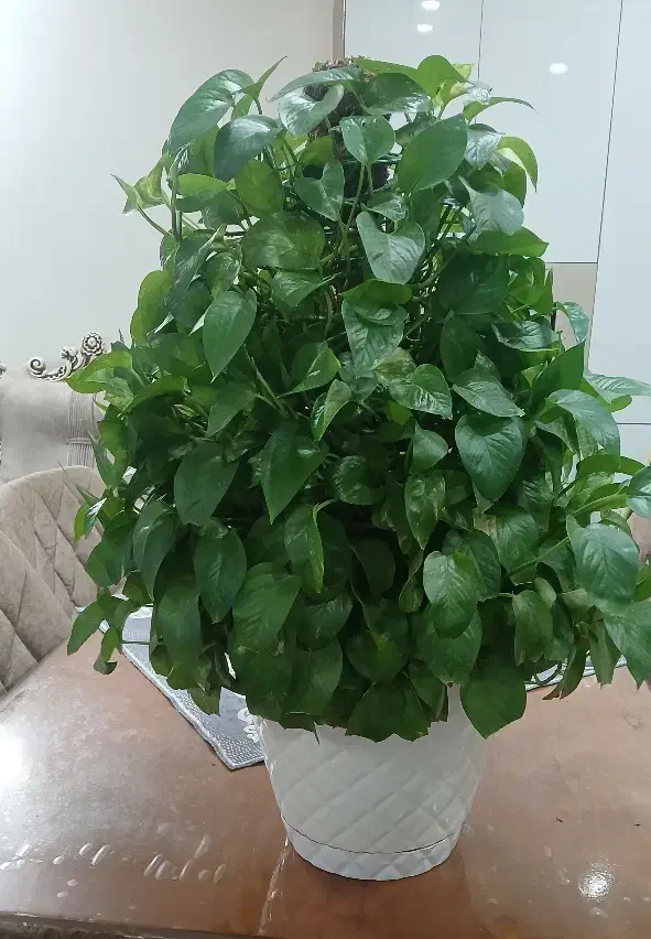 گل پتوس|گل و گیاه طبیعی|قدس, شهرقدس|دیوار