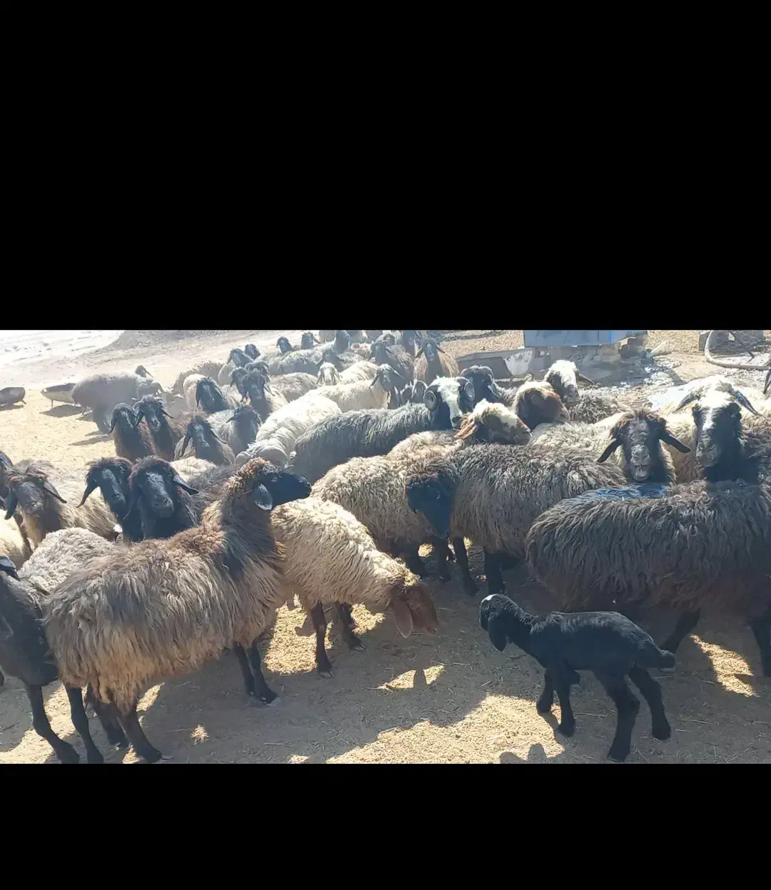 فروش ۵۰ راس میش بره دار|حیوانات مزرعه|شیراز, باباکوهی|دیوار