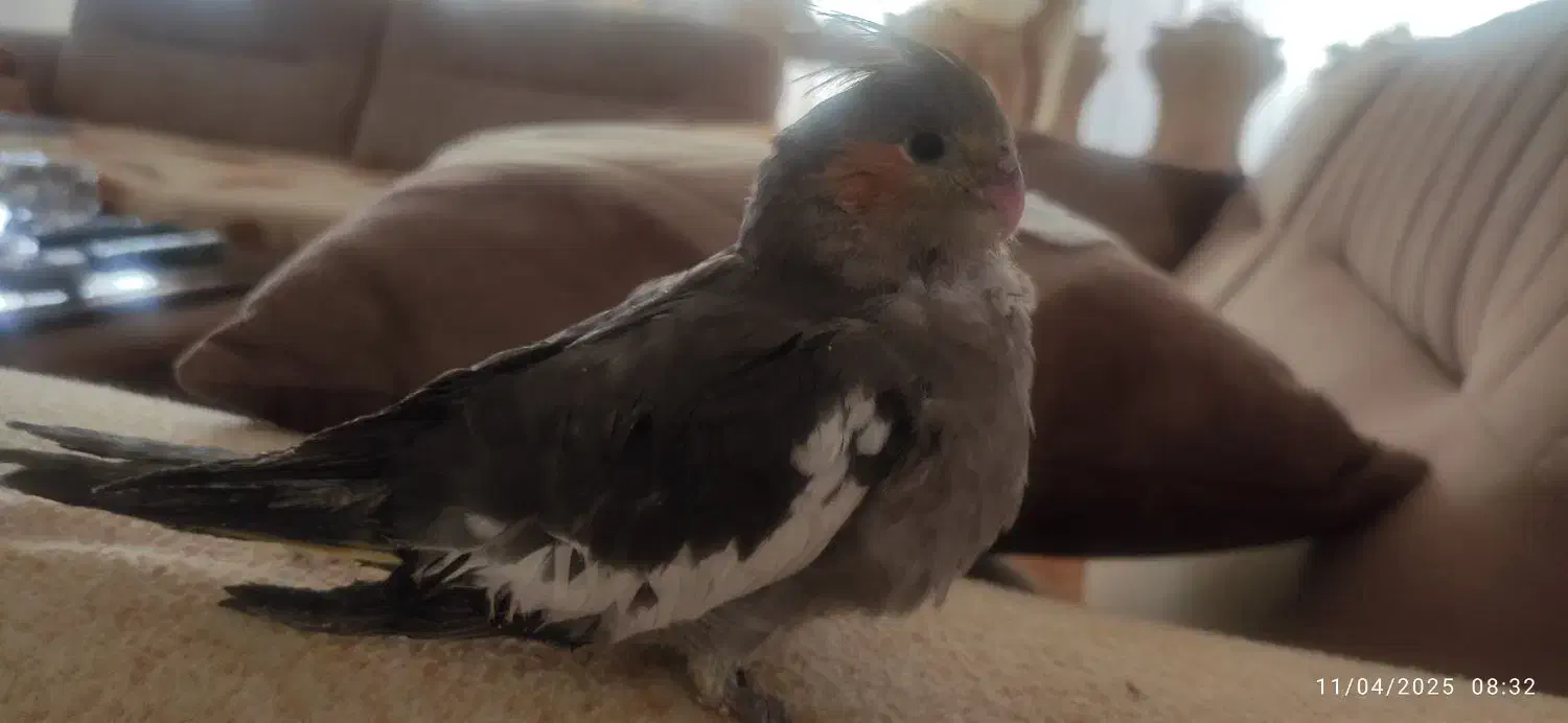 جوجه عروس هلندی|پرنده|تبریز, |دیوار