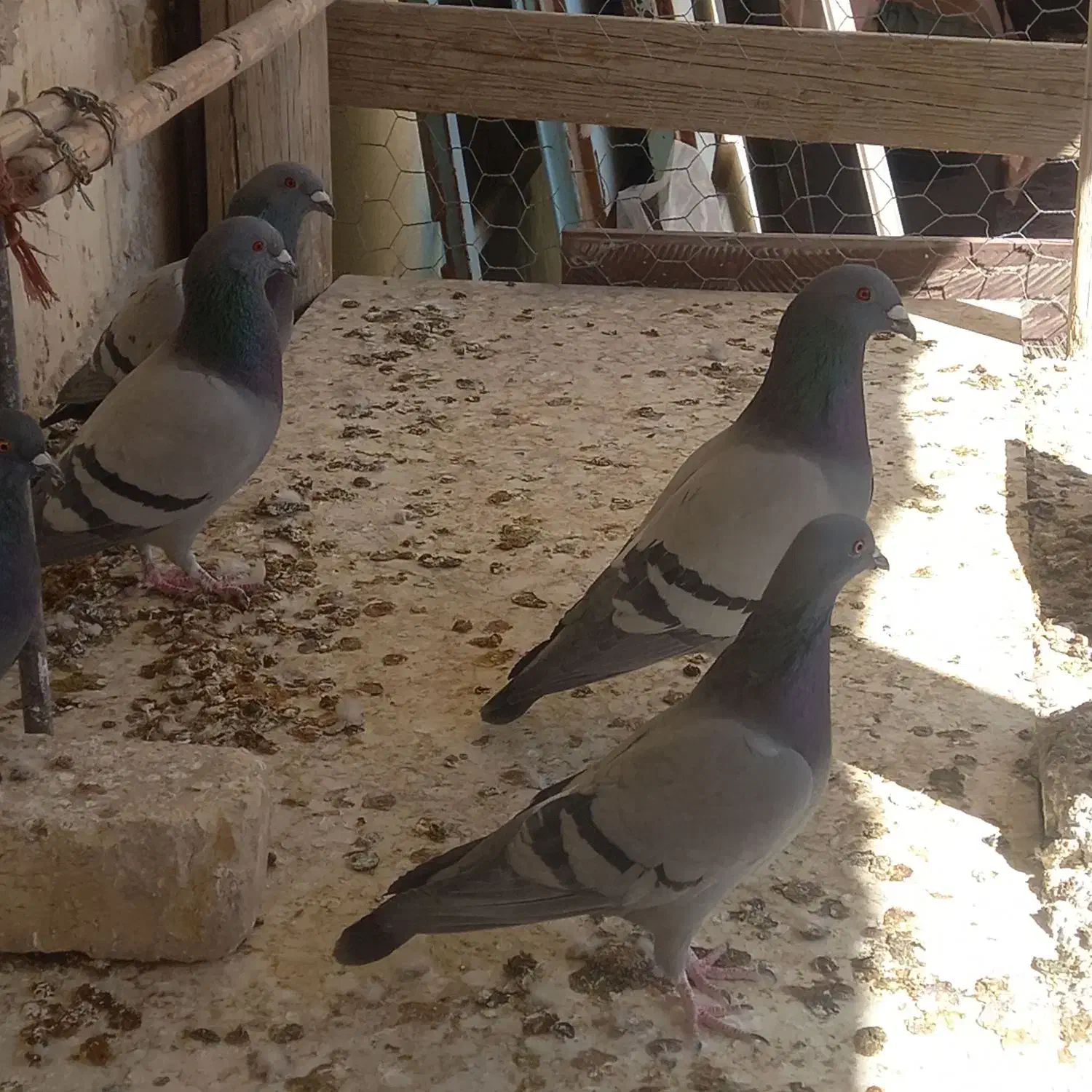 پلاکی  و پرشی|پرنده|مبارکه, |دیوار