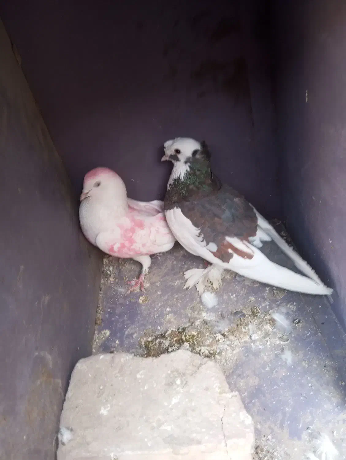 کبوتر|پرنده|سراوان, |دیوار