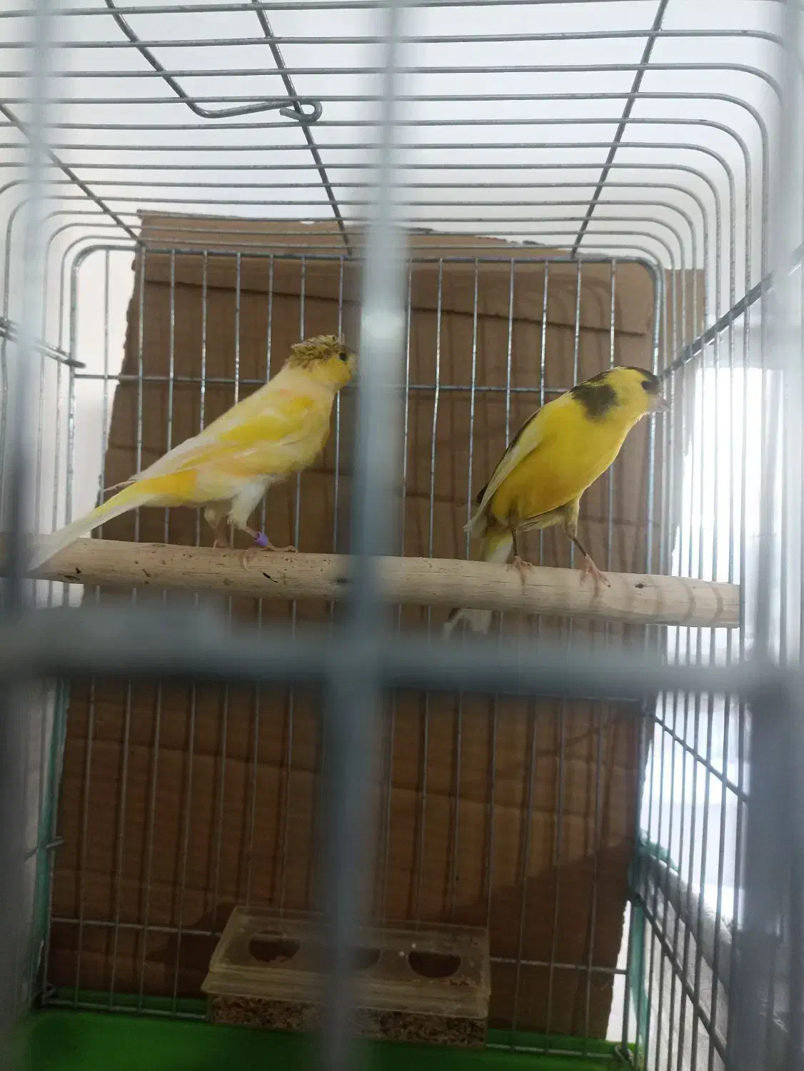 قناری|پرنده|خرمدره, |دیوار