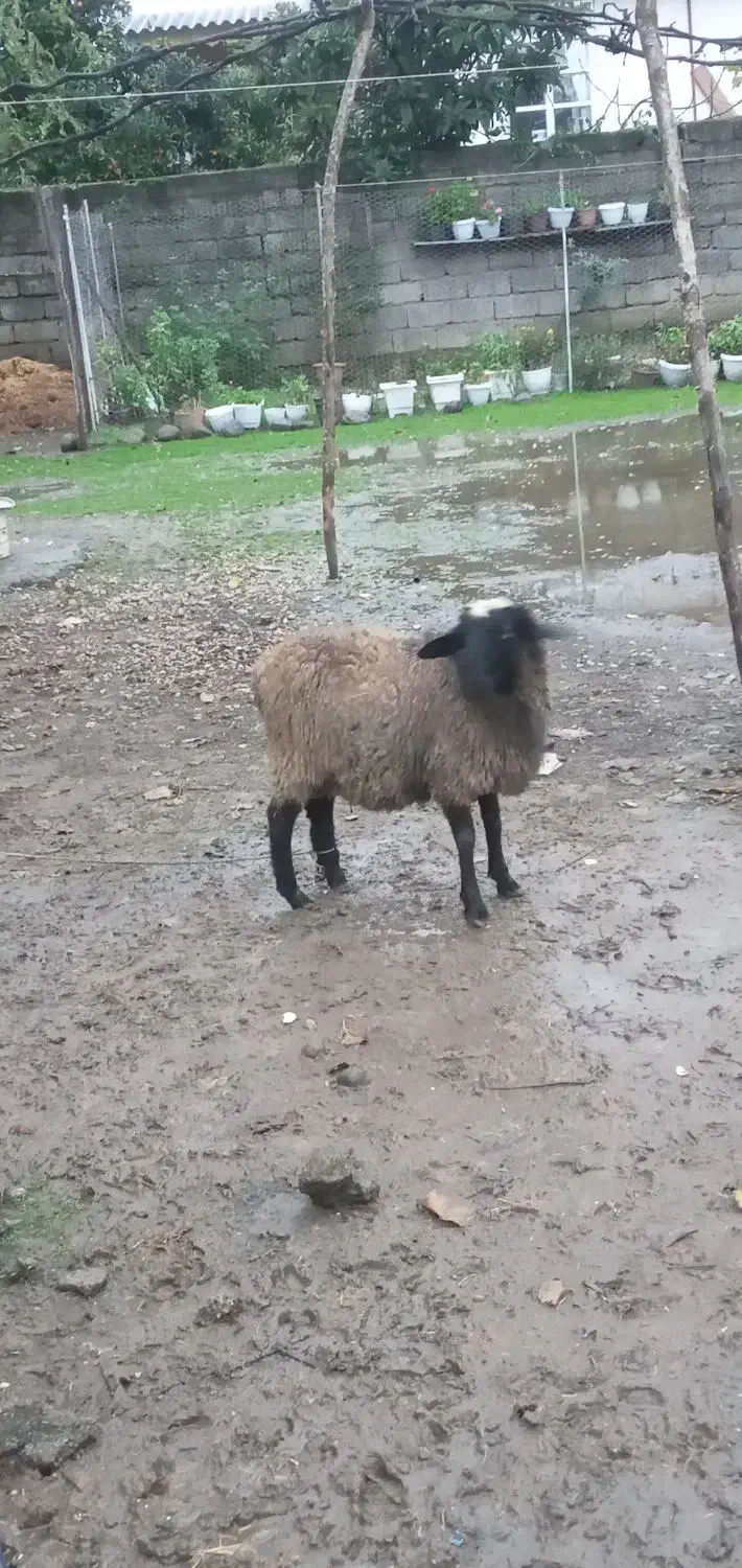 بره نر دورگه روشا(مادر رومناف و پدر شال) بدون دنبه|حیوانات مزرعه|حویق, |دیوار
