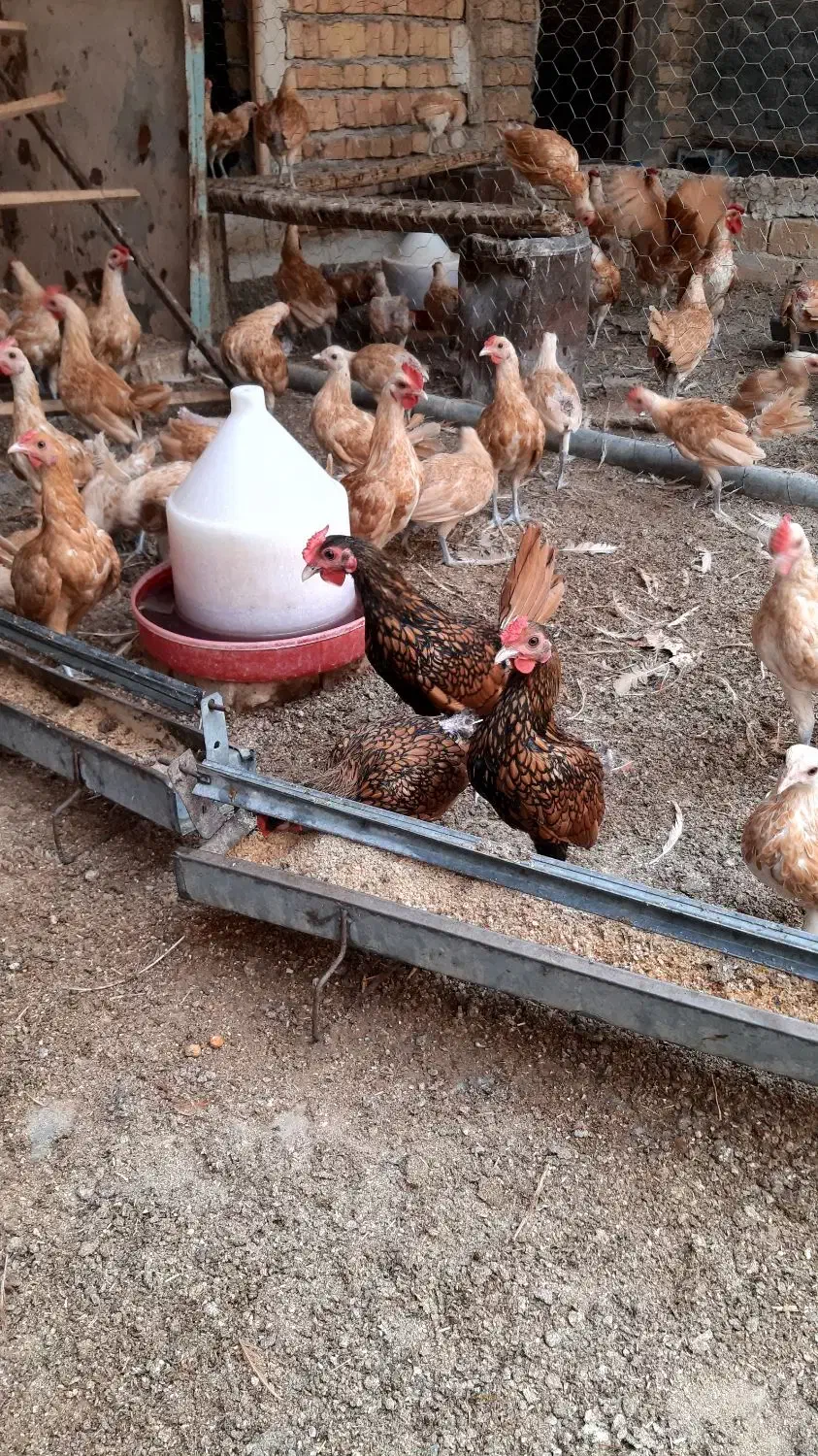 کود مرغی|خدمات باغبانی و درختکاری|آران و بیدگل, |دیوار