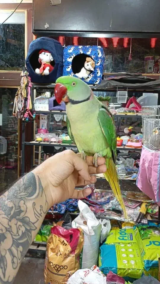 اقیانوس ملنگوکاسکوگیرینچیک شاه طوطی پروتلت (مغازه)|پرنده|تهران, جیحون|دیوار