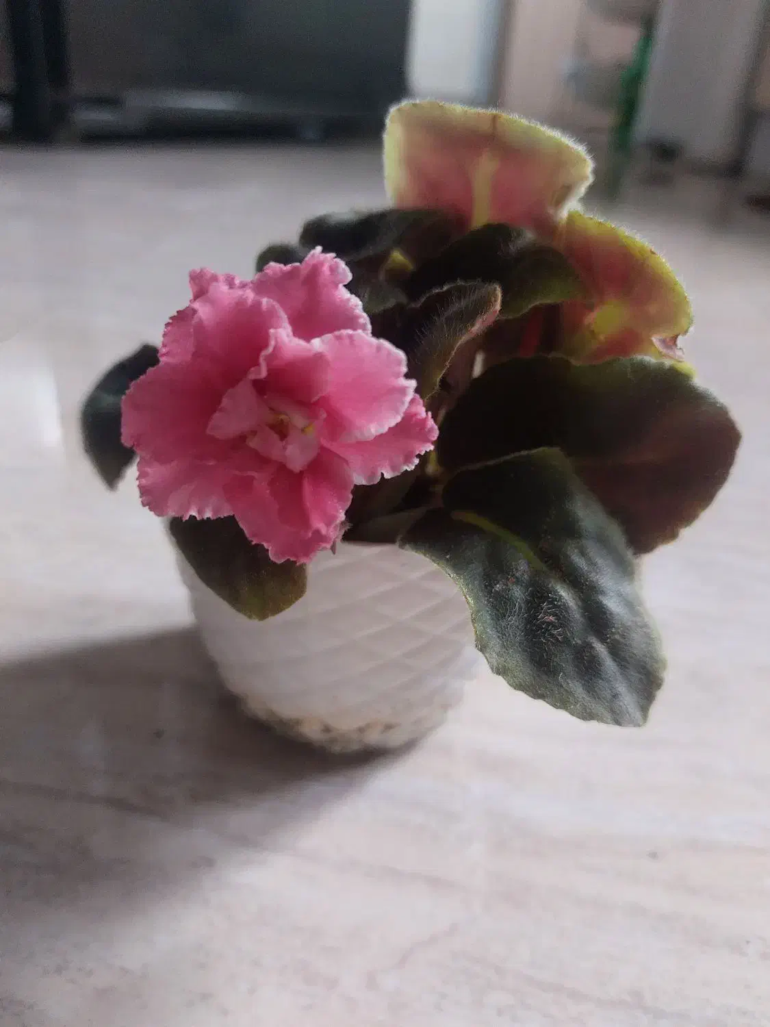 فروش انواع گل های اپارتمانی|گل و گیاه طبیعی|گرگان, |دیوار