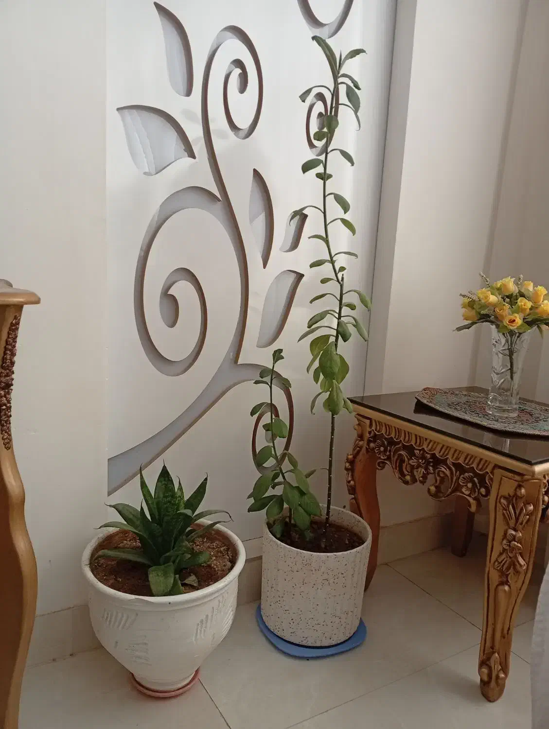 گل طبیعی|گل و گیاه طبیعی|ایلام, |دیوار