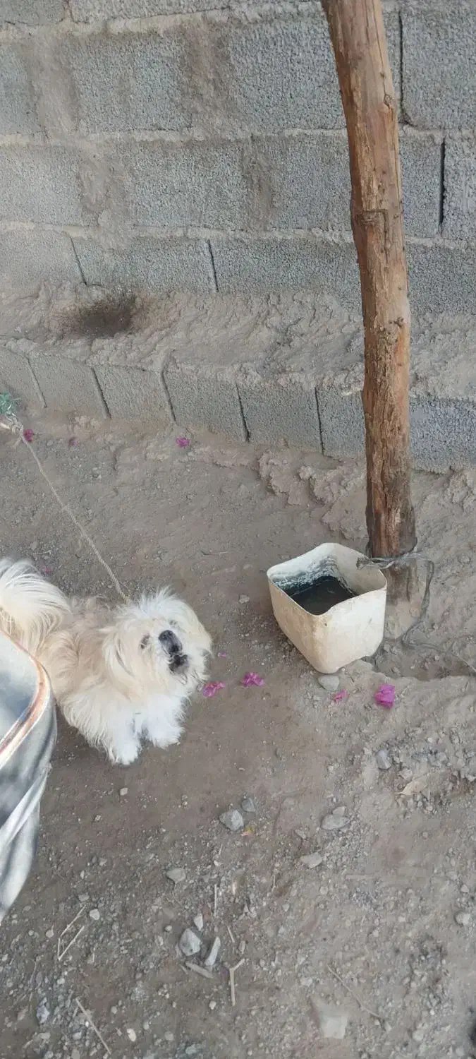 سگ پا کوتاه|سگ|جیرفت, |دیوار