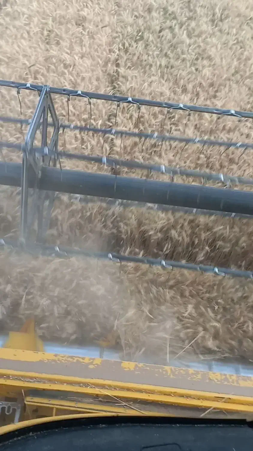 گندوم ابی پیشگام|عمده‌فروشی|مهاباد (آذربایجان غربی), |دیوار