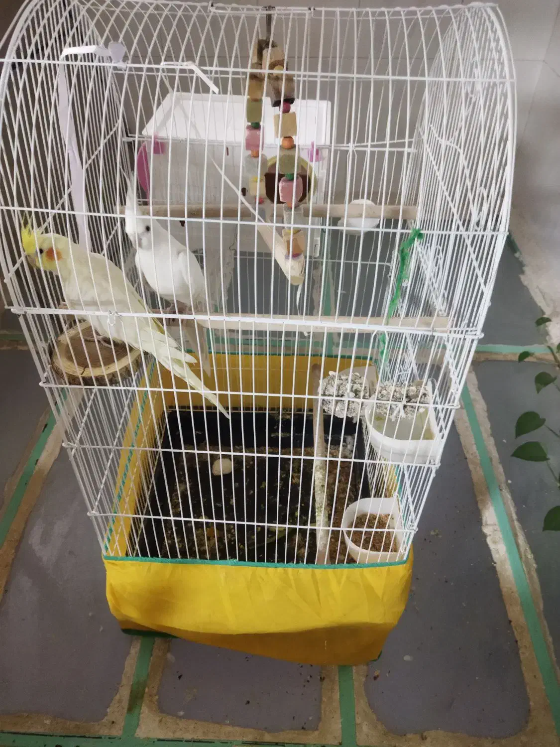 عروس هلندی|پرنده|سنقر, |دیوار