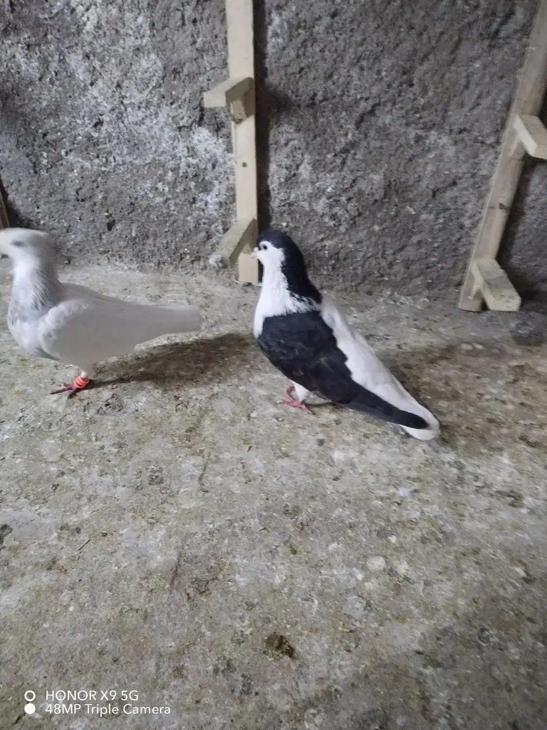 چپ سیاه وسفید|پرنده|نیشابور, دربقاضی|دیوار