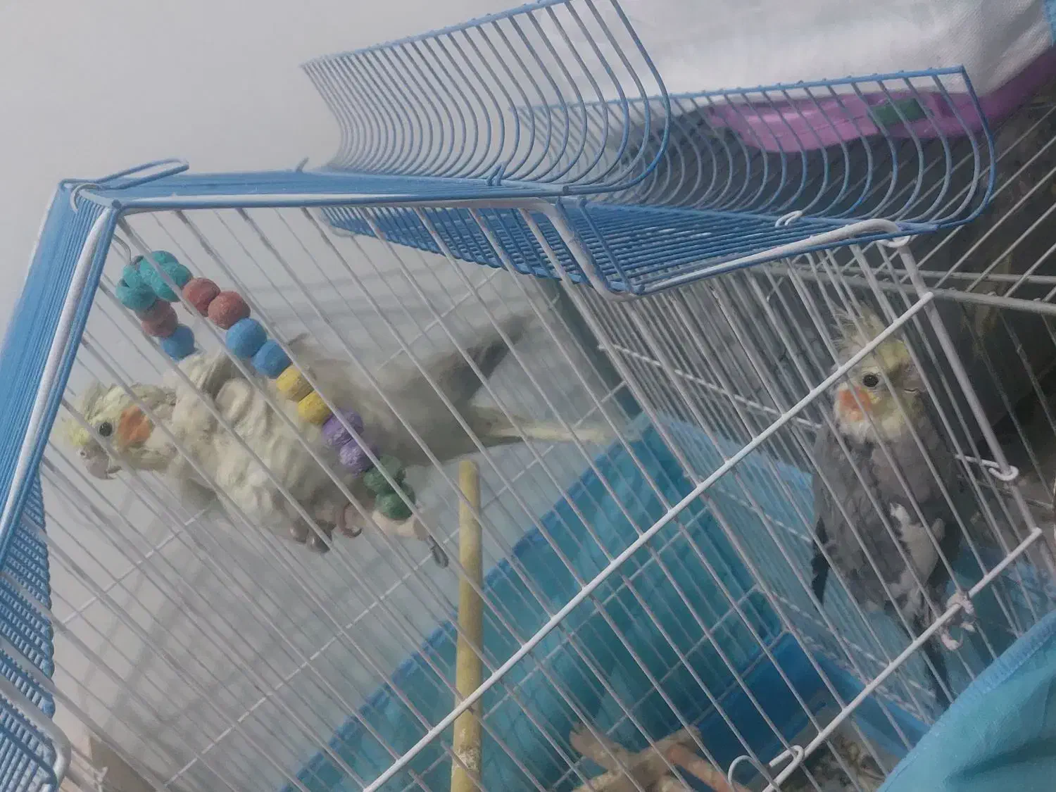 پرنده زینتی|پرنده|نجف‌آباد, گلدشت|دیوار