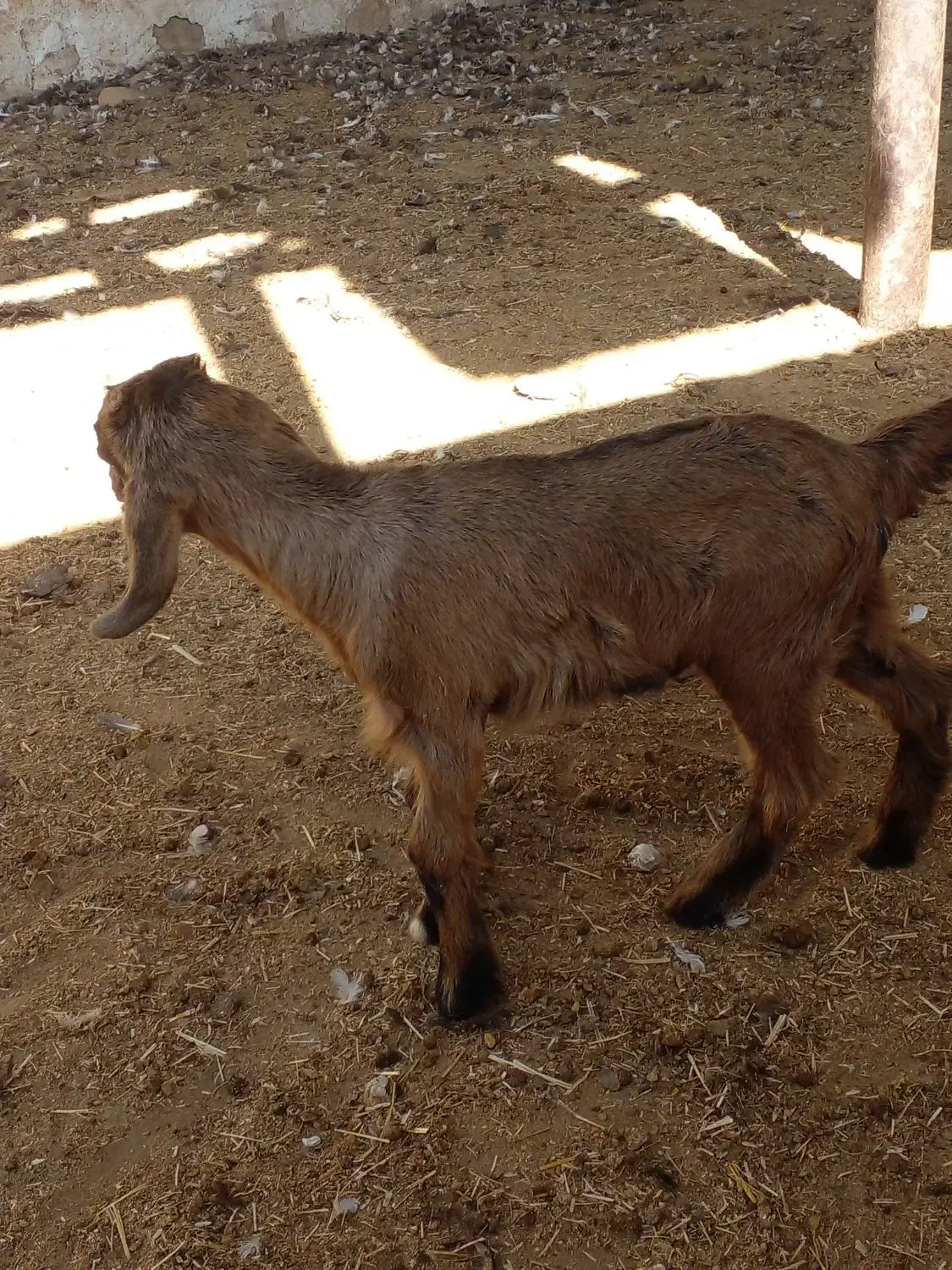 کهره ۲۰ روزه|حیوانات مزرعه|کازرون, |دیوار