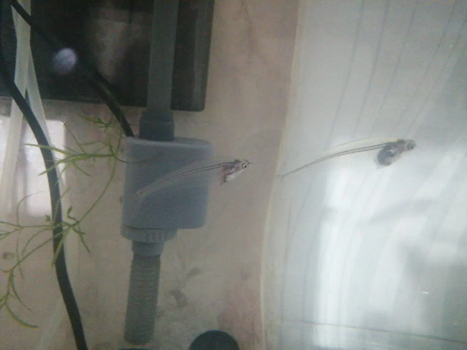 ماهی زیبای شیشه ای|ماهی|قم, اسمعیل آباد|دیوار