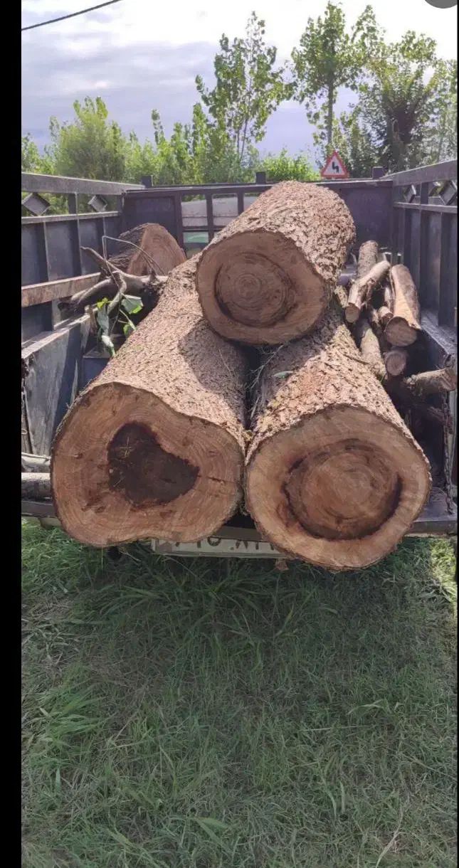 چوب خریدار هر نوع چوب|خدمات باغبانی و درختکاری|نورآباد, |دیوار