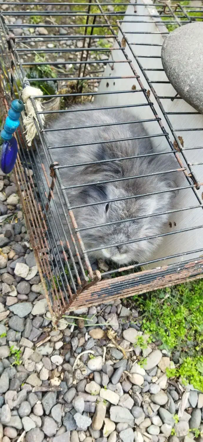 قیمت دانه ای ۵۰۰هزاز زیر قیمت|موش و خرگوش|سنگر, |دیوار