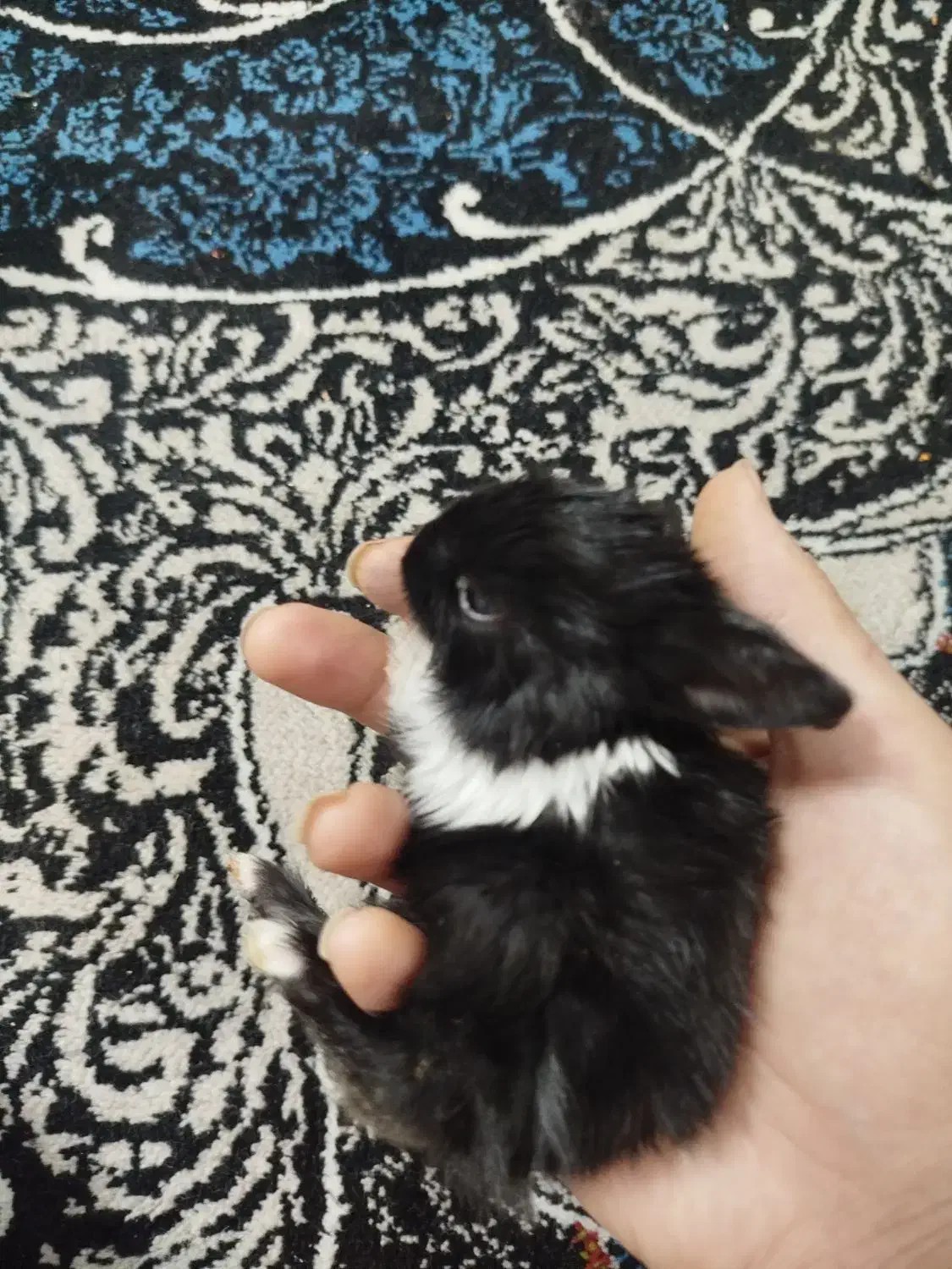 بچه خرگوش|موش و خرگوش|فسا, |دیوار