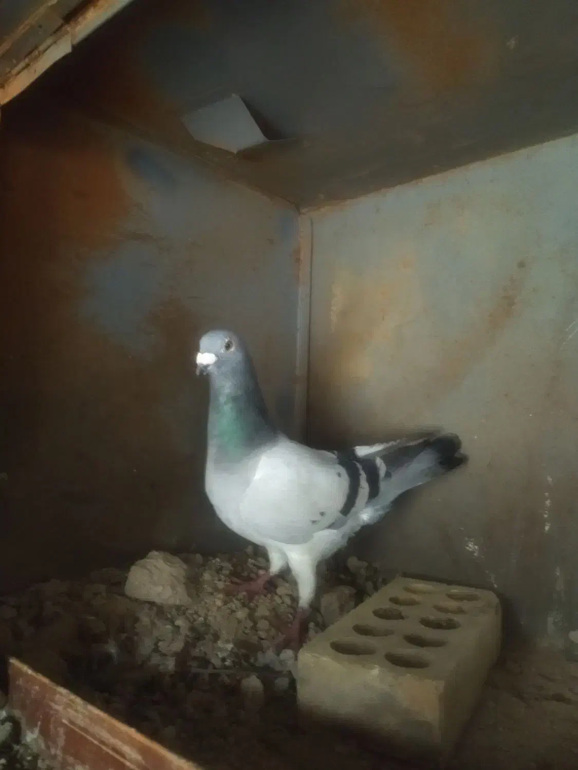 کفتر|پرنده|فیروزآباد (فارس), |دیوار