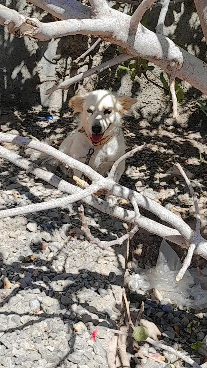 حیوان سگ|سگ|کرمان, |دیوار