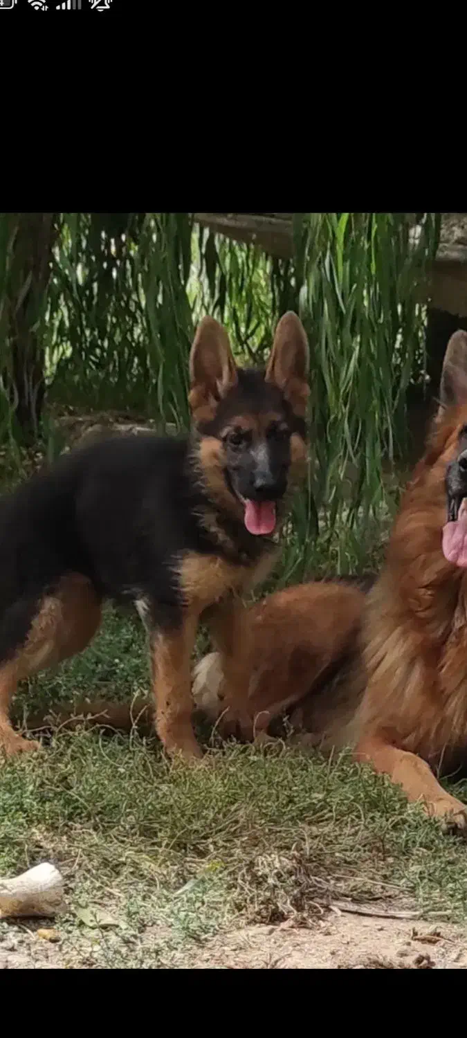 ژرمن شپرد|سگ|سنندج, |دیوار