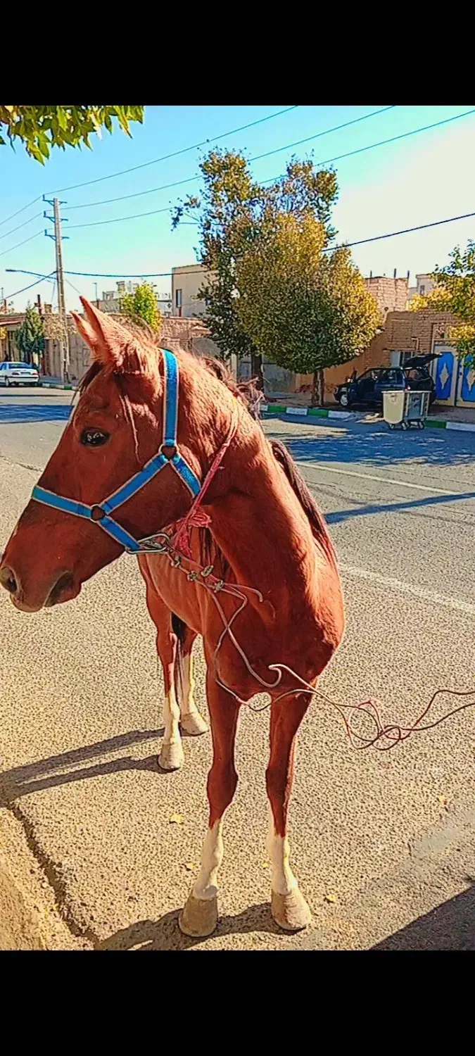 اسب نریان|اسب و تجهیزات اسبسواری|رامند, |دیوار