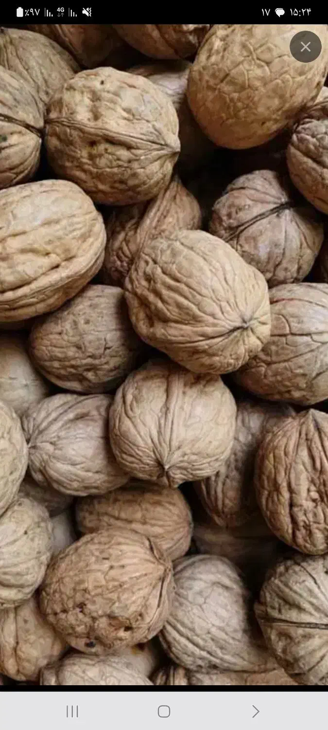 گردو، مال امسال به صورت هزاری به فروش میرسد|خوردنی و آشامیدنی|جوانرود, |دیوار