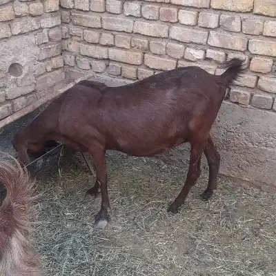 بز پاکستانی|حیوانات مزرعه|شهرضا, |دیوار