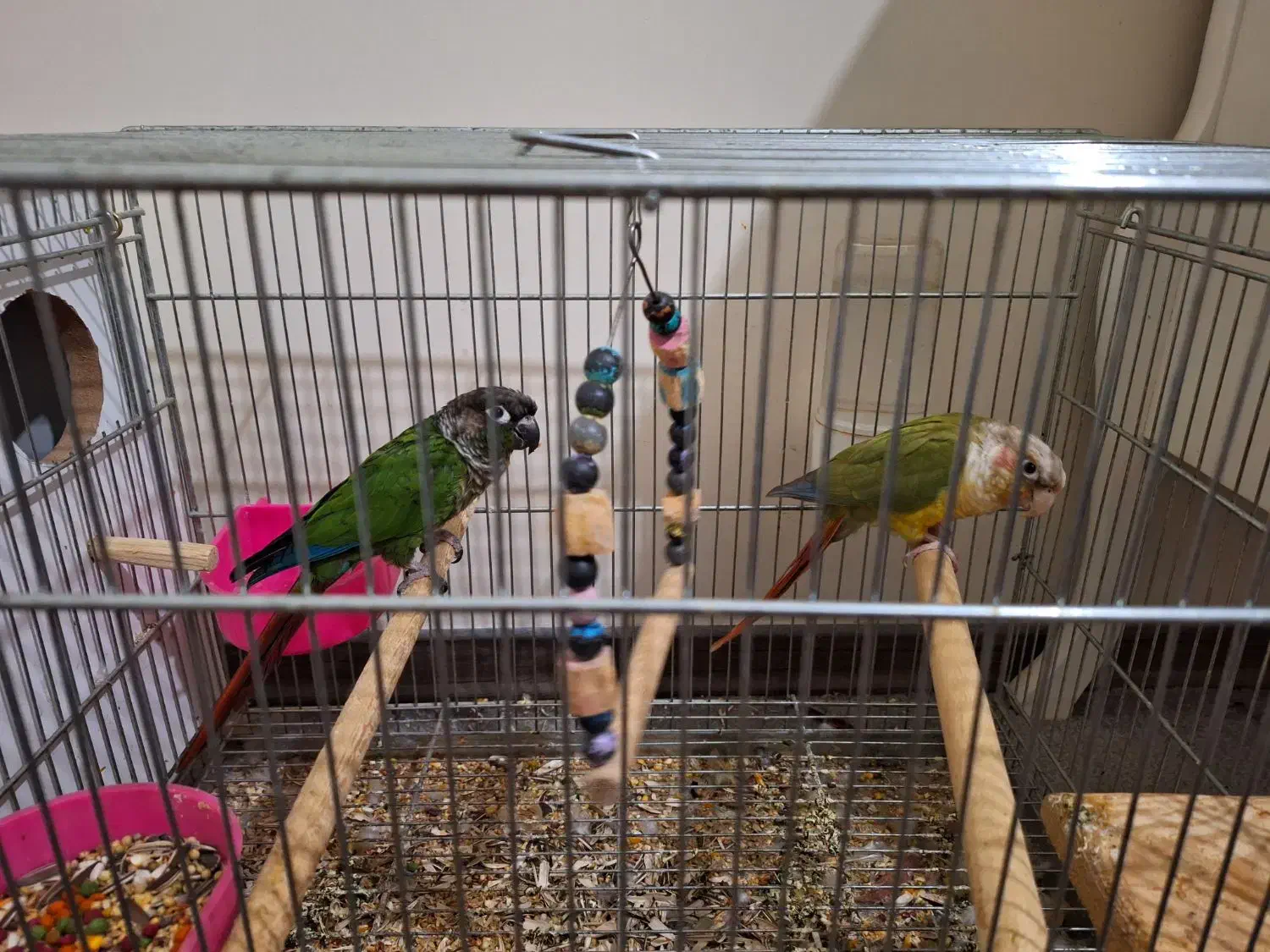 گرینچیک مولد|پرنده|اصفهان, سپاهان‌شهر|دیوار