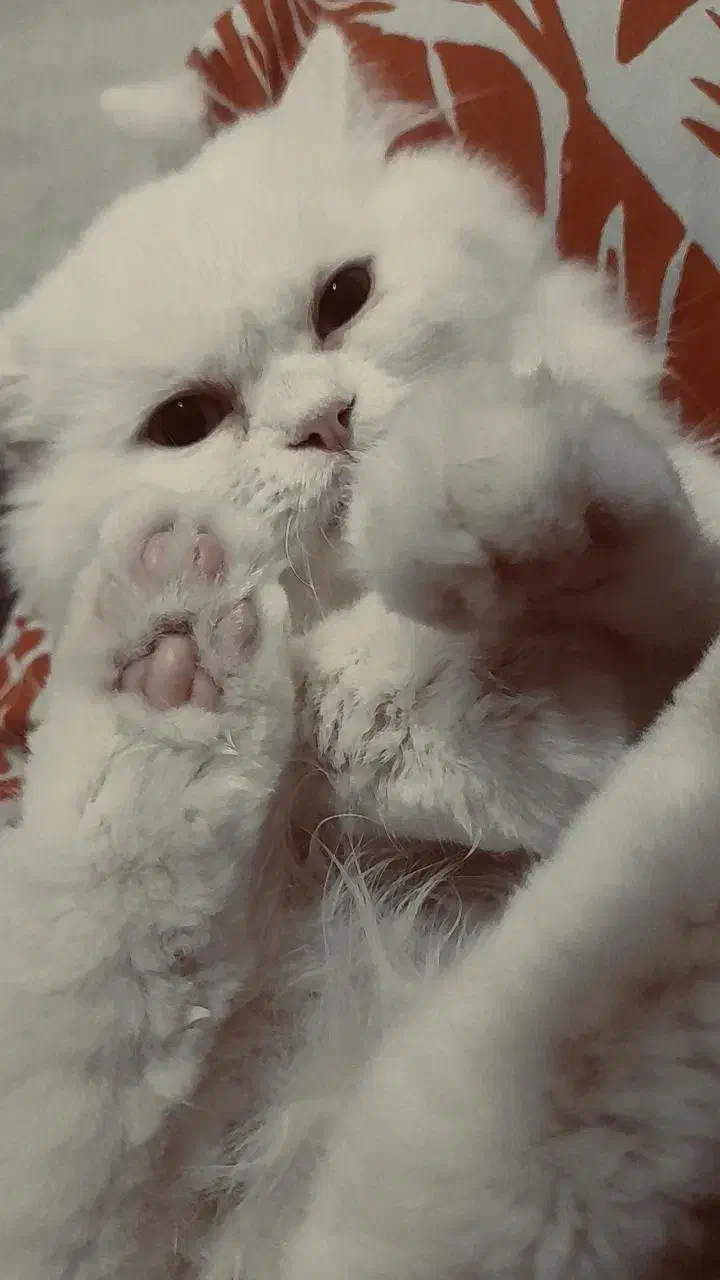 گربه|گربه|ملارد, |دیوار