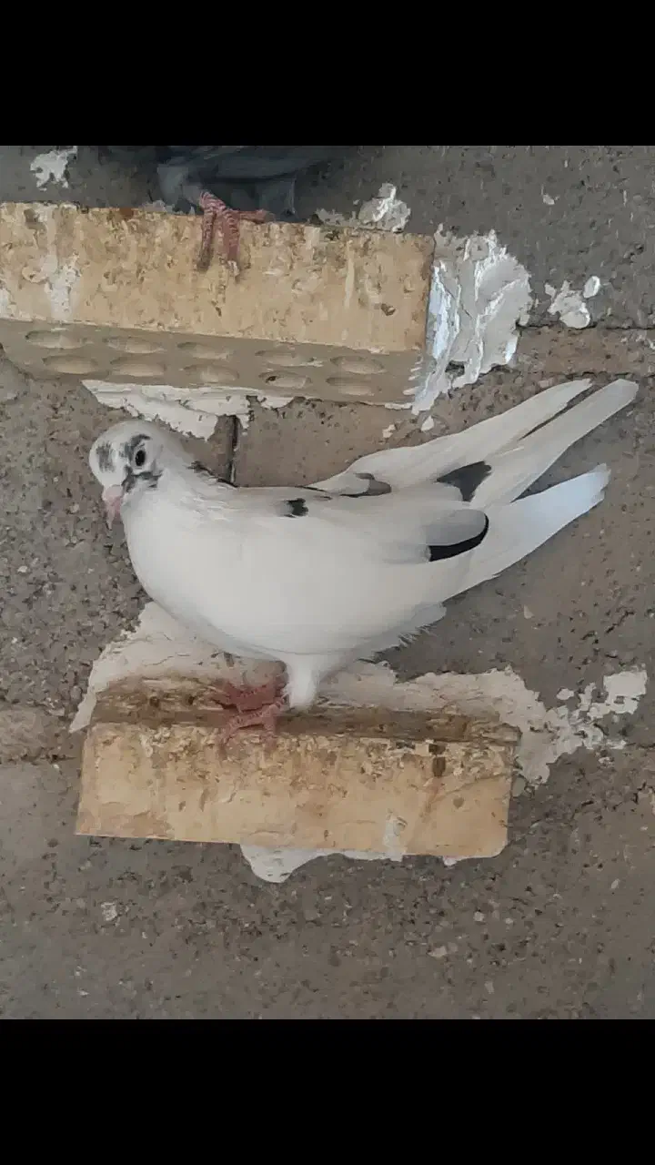 کبوتر|پرنده|سوسنگرد, |دیوار