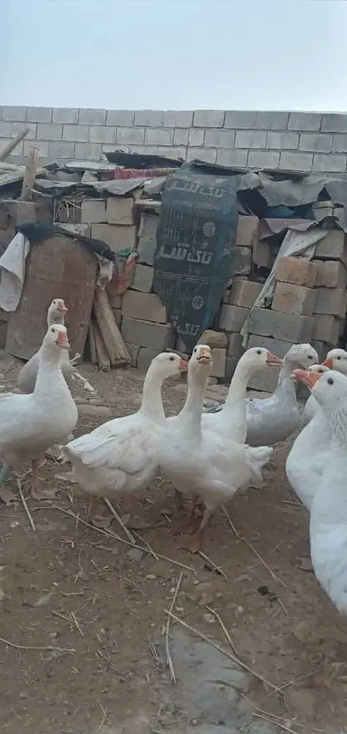 تعدادی غاز و خروس مناسب داشت و سر بریدن|حیوانات مزرعه|اندیمشک, |دیوار
