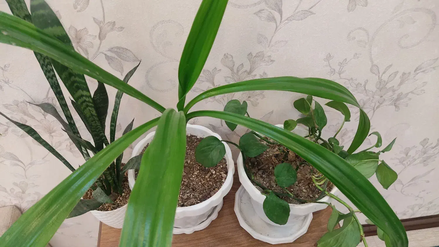 گل آپارتمانی|گل و گیاه طبیعی|فولادشهر, B5|دیوار