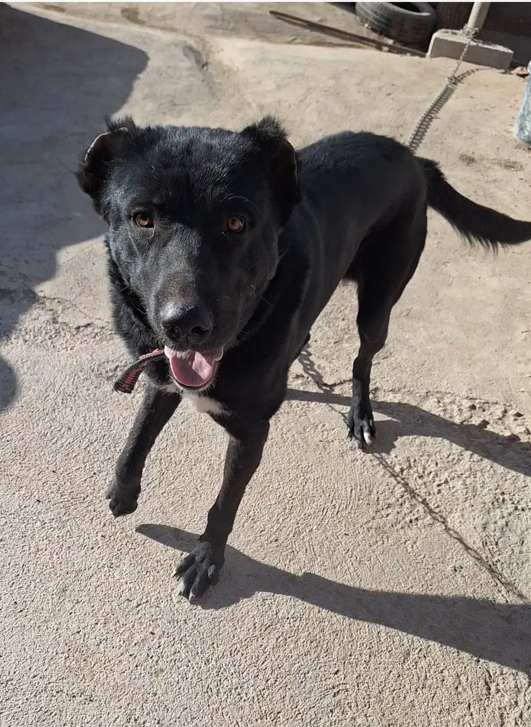 فروش دو قلاده سگ نژاد سرابی|سگ|دلیجان, |دیوار