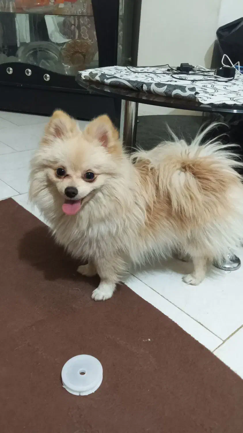 پامرین یازده تومن|سگ|محمدشهر, محمدشهر|دیوار