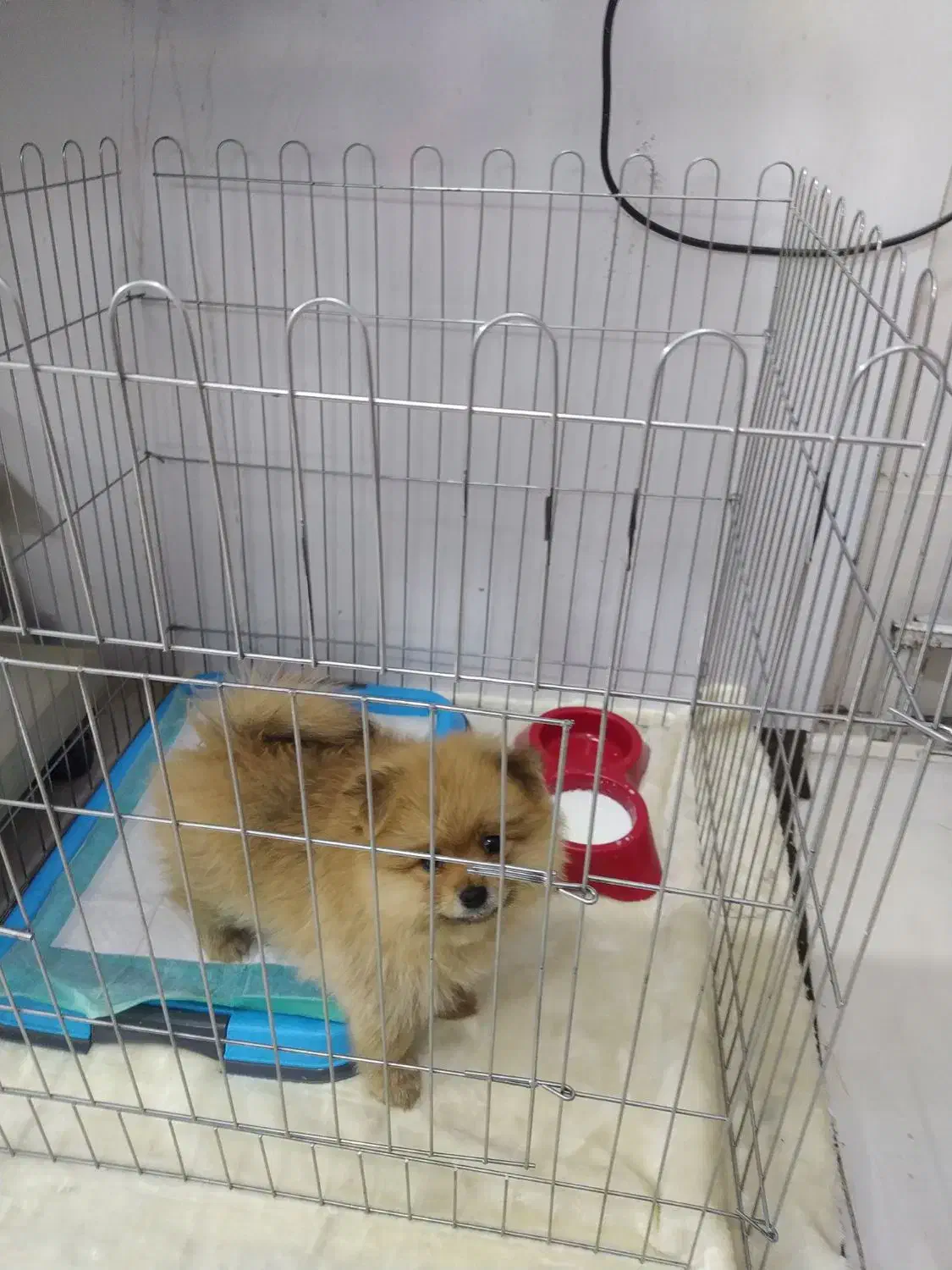 سگ پامرانین خرسی|سگ|نسیمشهر, |دیوار